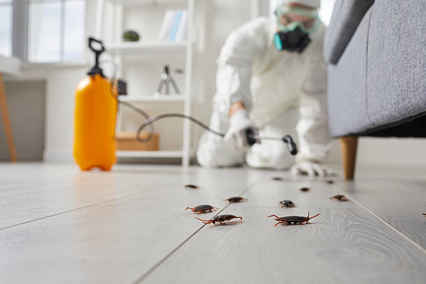 Commercial Kitchen Cockroach Control in Claremont
